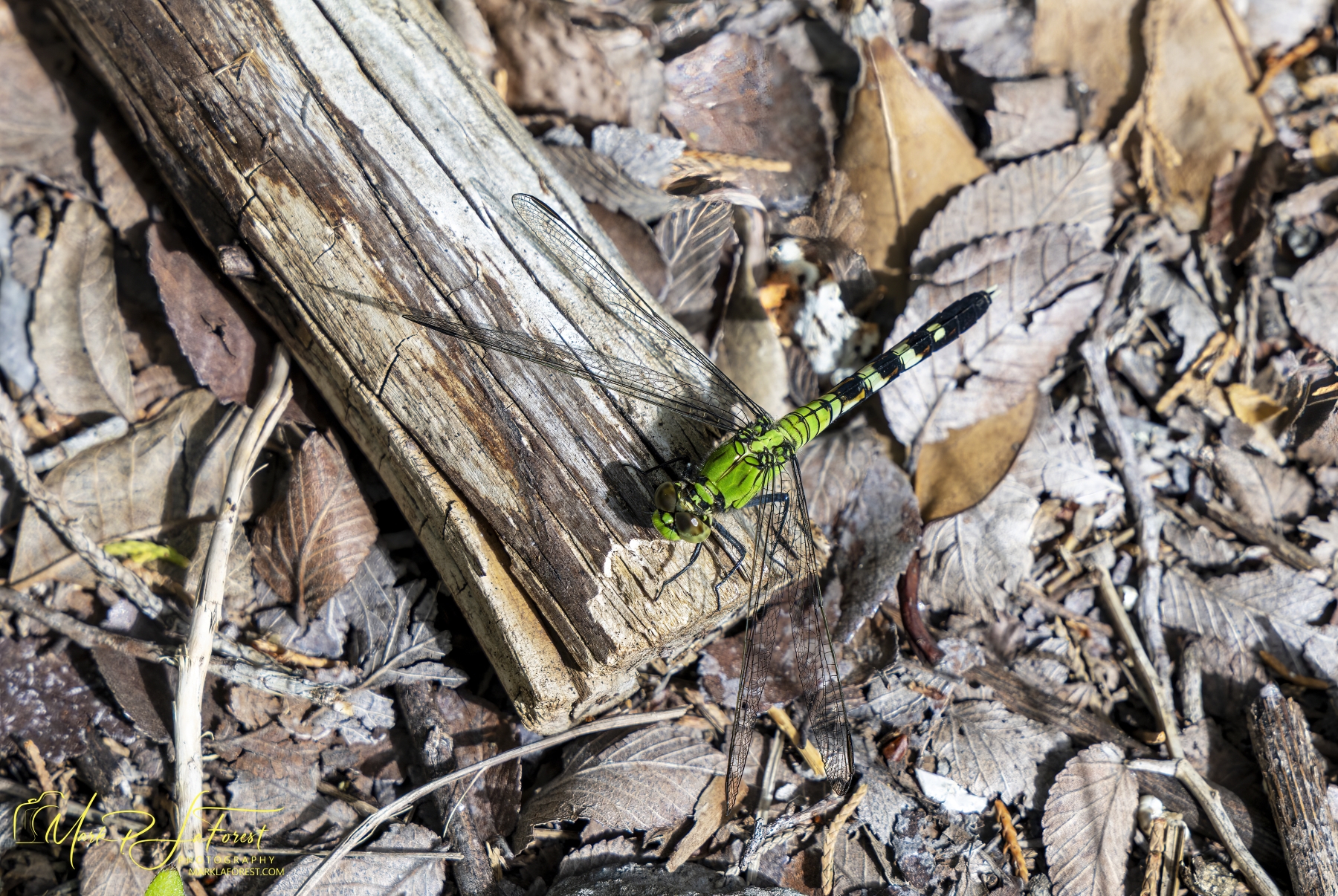 /gallery/north_america/USA/Texas/mckinney falls/Green Dragonfly March 2026-003_med.jpg